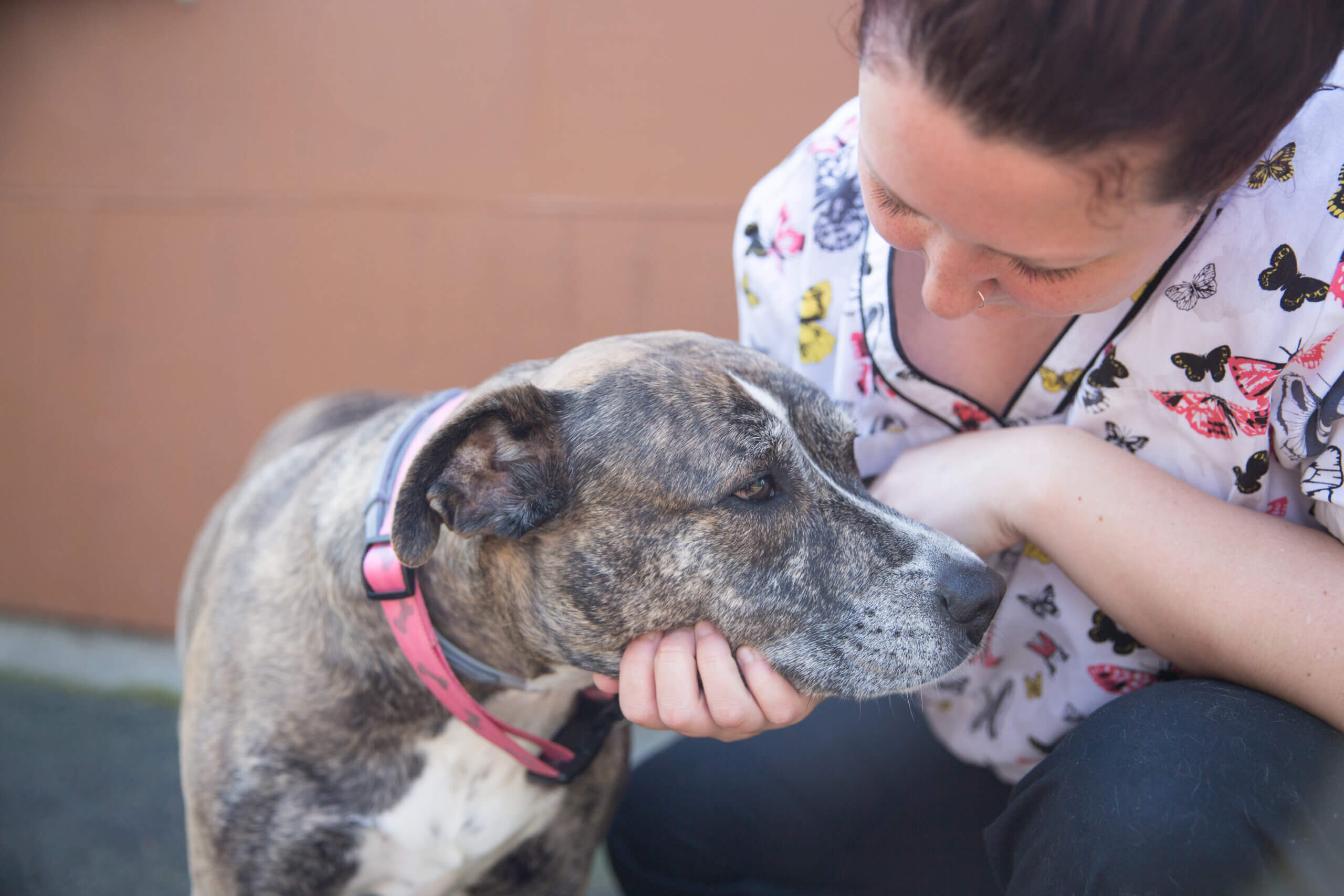 Veterinarian Technicians - Airport Animal Hospital